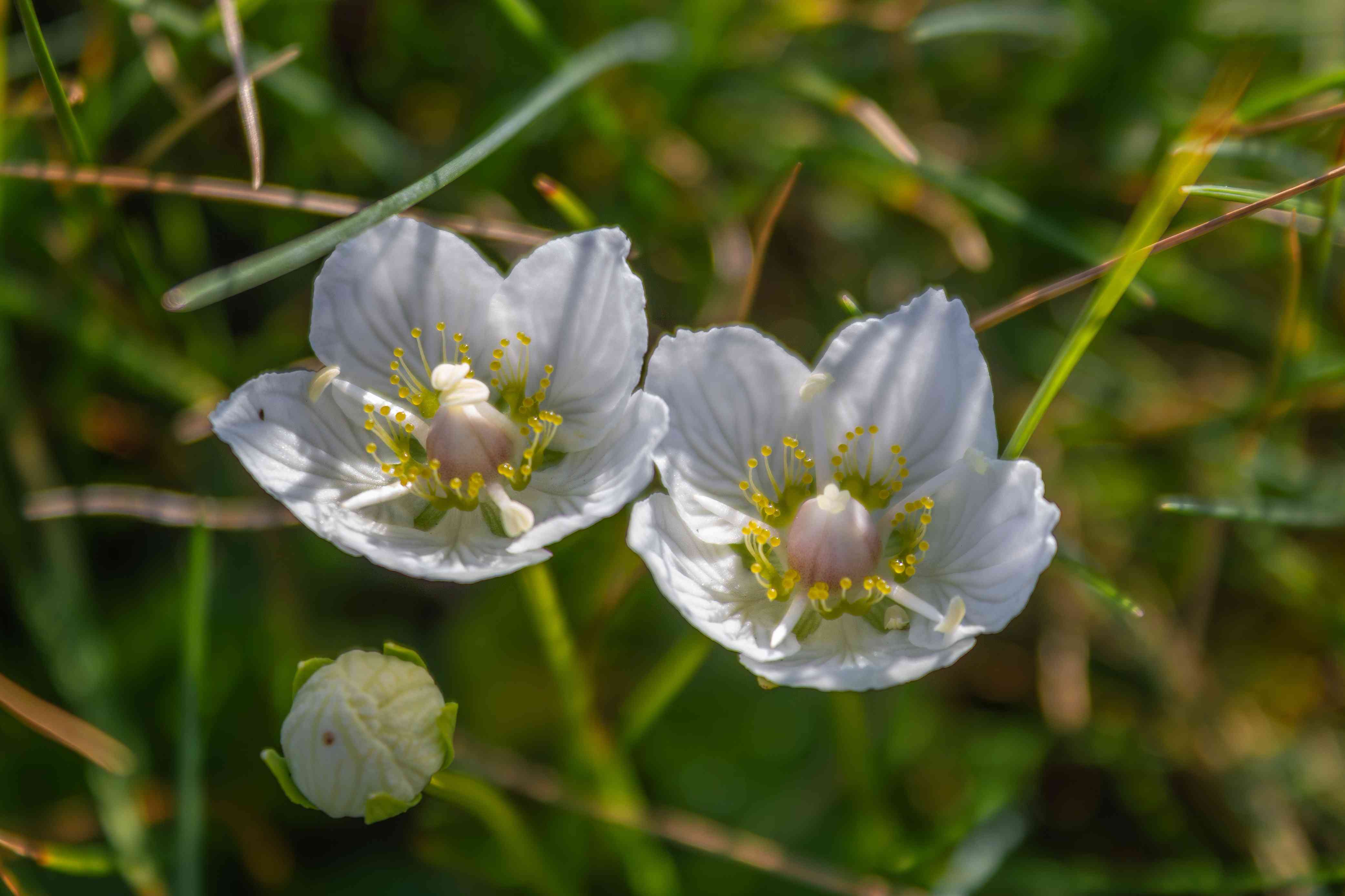 IMG_8642-Териберка. Фотопроект.Растения природного  парка. Белозор болотный..jpg